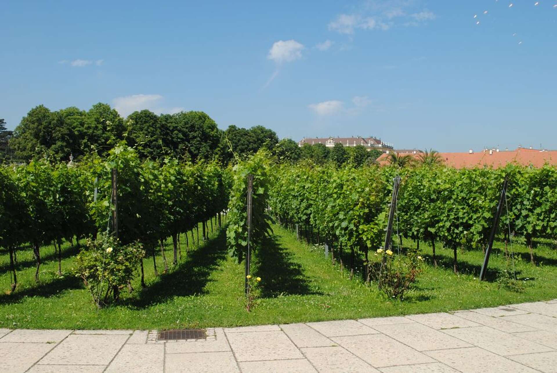 Weingarten Schönbrunn © Schloß Schönbrunn Kultur- und Betriebsges.m.b.H.